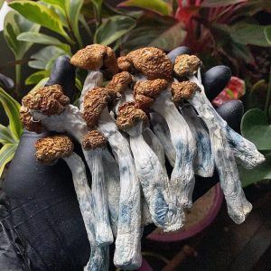 Dried golden teacher mushrooms | golden teacher mushroom | psilocybin | psilocybin uk | buy psilocybin sweden