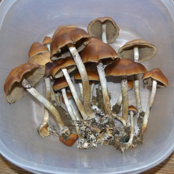 Dried psilocybin | psilocybe azurescens | psilocybe mushroom | magic mushroom