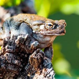 colorado river toad | bufo alvarius toad | sonaran desert toad | dmt secretion toad | psychedelic toad | dmt secreting toad