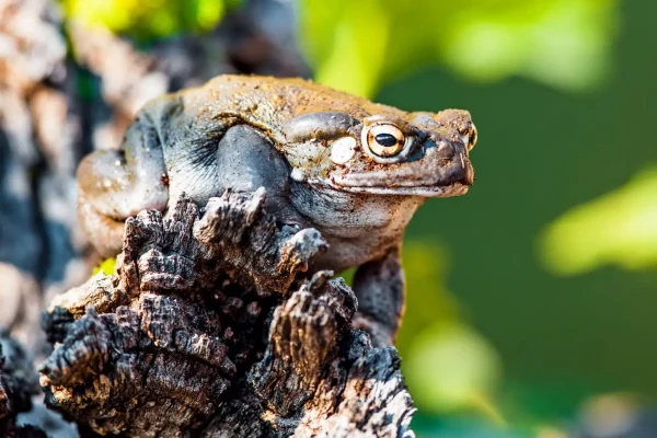 colorado river toad | bufo alvarius toad | sonaran desert toad | dmt secretion toad | psychedelic toad | dmt secreting toad