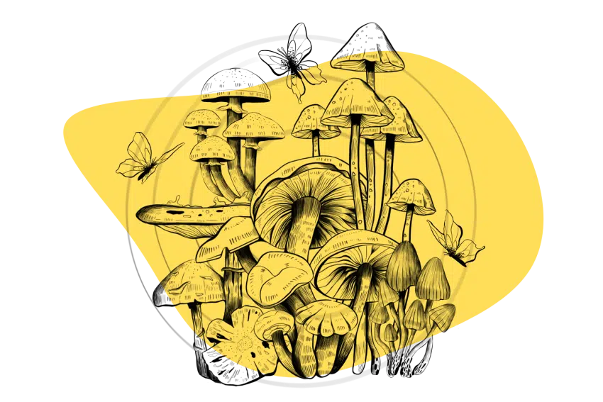 Buy Psilocybin Mushroom in Ireland– High-Quality Magic Mushrooms for Sale Online